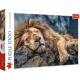 Пазли - (1000 елм.) - "Сплячий лев" / Trefl