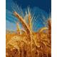 Алмазна мозаїка SANTI "Золотий колос", 40*50см на підрамнику